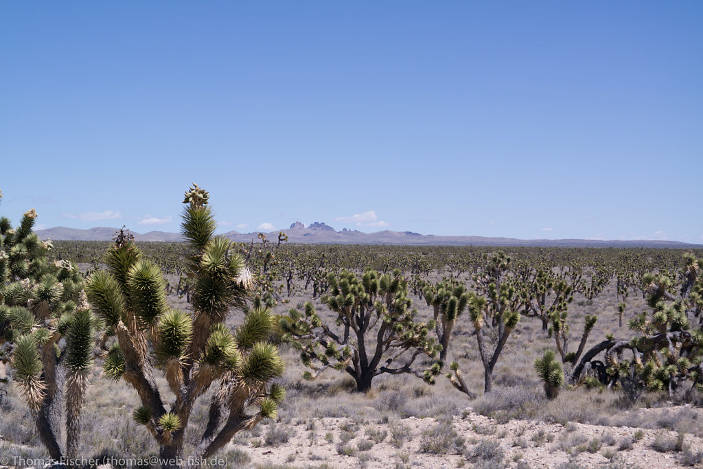 Mohave Desert, CA