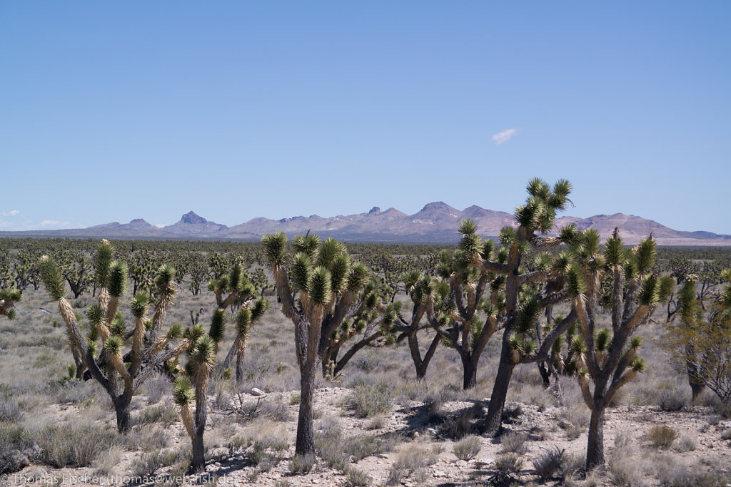 Mohave Desert, CA