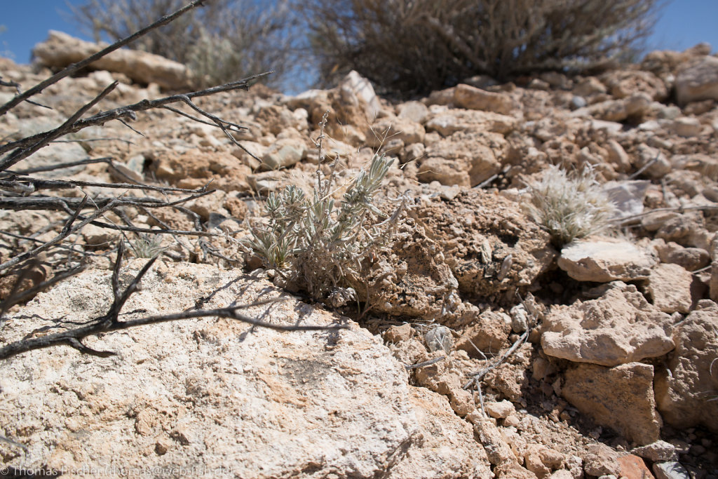 Mohave Desert, CA