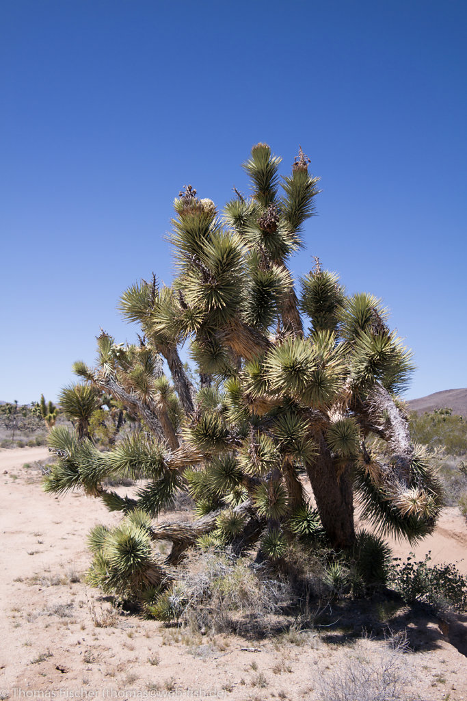 Mohave Desert, CA