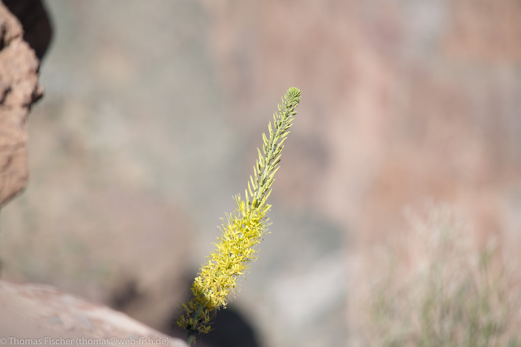 Grand Canyon West Rim, AZ