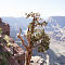 Grand Canyon West Rim, AZ